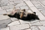 i/Kranj/Absolvent08/01-PotTja/absolvent 1234.jpg